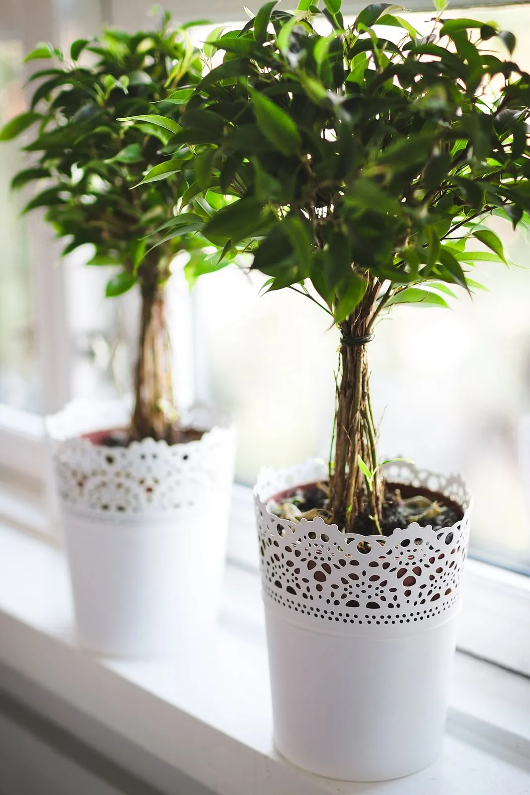 Plantes jugant a Street Fighter